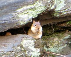 Image of chipmunk in Central Park