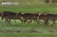 Résultat de recherche d'images pour "saiga antelope"