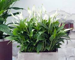 Image of Растение, которое любит влажный воздух