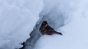 Caos em Reykjavik! Nevasca Imprevisível Causa Congelamento Total!