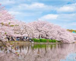 上野恩賜公園 桜の画像