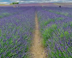Image of Hitchin Lavender field
