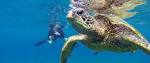 Snorkeling trips in maui