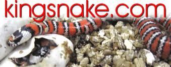Image result for king snake