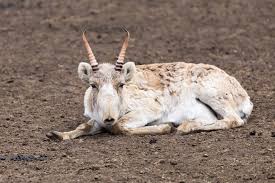 Résultat de recherche d'images pour "saiga antelope"