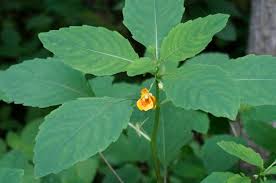 Image result for jewelweed