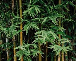 Image of Bamboo (Bambusoideae)