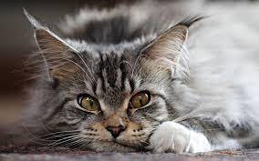 MY DARLING SHABBY TABBY, ANOTHER PET ACTIVIST
                  STOLE HIM