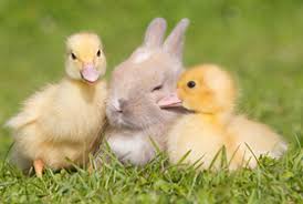 Resultado de imagen para baby animals easter