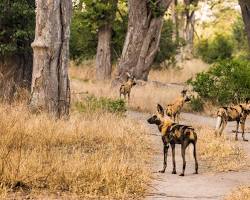 Moremi Game Reserve, Okavango Delta resmi