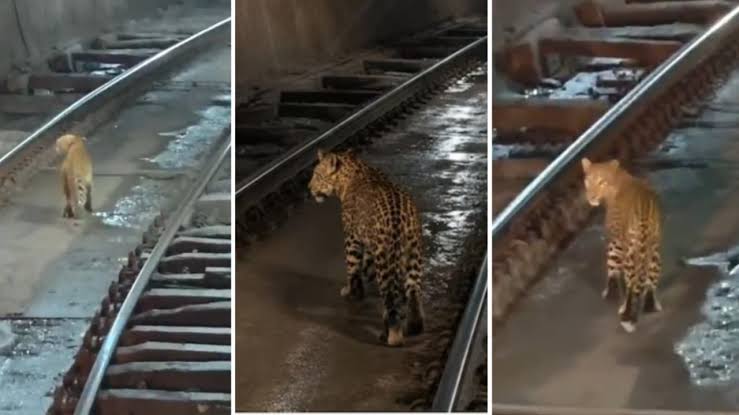 Leopard cub filmed walking through dark railway tunnel in Chhattisgarh's Khongsara-Bhanwartank rail section; video sparks debate on wildlife habitat pressure