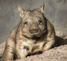 Image result for wombat