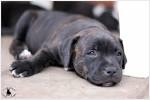 Staffordshire bullterrier valp