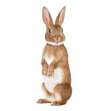 Image result for RABBIT