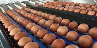 Nearly 20 Million Eggs Recalled Due to Salmonella Risk