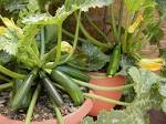 Astiaan gardening