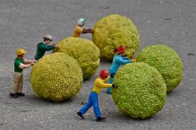 Image result for hedge apples