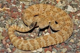 Bildergebnis für rattlesnake