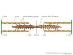 Actin filament polymerization - MBInfo 