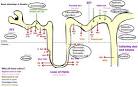 Diuretics - Lane Medical Library