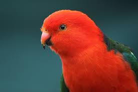 Image result for australian king parrot