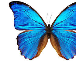 Image of Butterfly