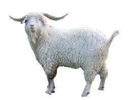 Image result for GOAT