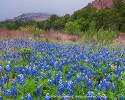 Image of Enchanted Rock State Natural Area Bluebonnets