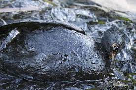 images?q=tbn:ANd9GcSJvb_ovhHV5ZIktq2cAFCv979xTuyBIX5_nWa68C618xDL8H0hUQ