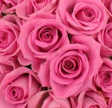 Résultat de recherche d'images pour "BOUQUET de roses rose"