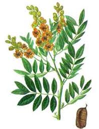 Картинки по запросу фото кассия