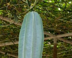 Image of Ugu (Fluted pumpkin) nigeria