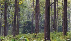 Image result for sagwan image green tree image