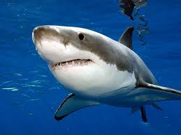 Image result for great white shark
