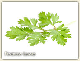 Image result for feverfew