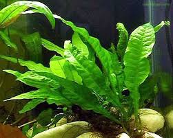 نتیجه تصویری برای گیاه سرخس چیست