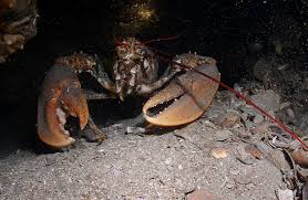 Výsledek obrázku pro croatia deepsea