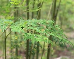 Image of Moringa (Moringa oleifera) tree