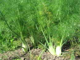 Image result for ‫خواص رازیانه برای لاغری‬‎