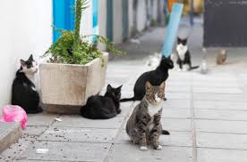 Mysterious Feline Coronavirus Outbreak Causes Devastating Cat Mortality in Cyprus