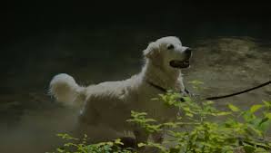 Hacks para cuidar a tu perrito del calor