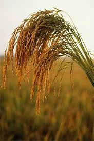 Image result for pengenalan kepada tanaman padi
