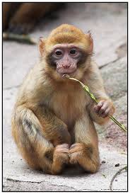 kleiner affe * - Bild \u0026amp; Foto von Thomas Plettl aus Primaten ...