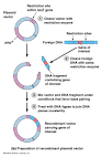 Plasmid cloning