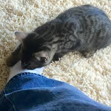 Image result for Kitten hiding under couch