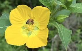 Spelling Bee Hints and Answers for March 7, 2026