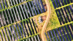 El Niño impulsiona energia solar e eólica, mas não resolve desperdício no setor elétrico; entenda