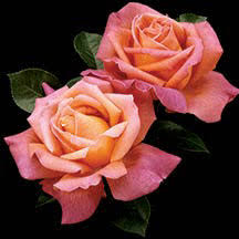 Image result for tea roses