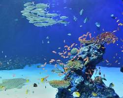 マリホ水族館の画像