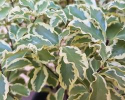 Immagine di Pittosporum tenuifolium Silver Queen foglie